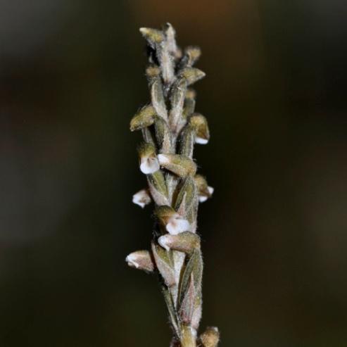 Khyanjeet Gogoi et al.: Present Ecological Status and Diversity of Zeuxine Lindl. a Botanically 162 Less Known Orchid of Dibrugarh District of Assam, North East India distinctly 2-lobed... 5. Z. nervosa 3b.