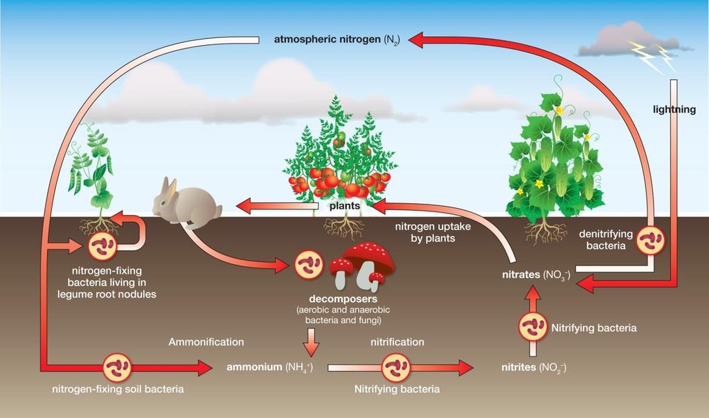2. The nitrogen cycle The above diagram shows the nitrogen cycle. Use your knowledge and the information presented in the diagram to complete the following. a. From the diagram, name one process that moves nitrogen from the atmosphere to the soil.