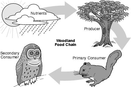 10. Which BEST describes how the tree is able to survive in this food chain below? A. produces its own food B. absorbs more rain than sunshine C. receives more sunshine than rain D.