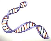 Recombinant DNA is the general name for taking a piece of one DNA and combining it with another