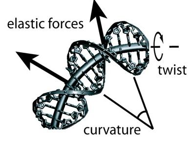 Parametrization of an elastic rod model of a DNA helix An elastic rod can be represented by its centerline r(s) and a local coordinate frame {d 1 (s), d 2 (s), d 3 (s)}.