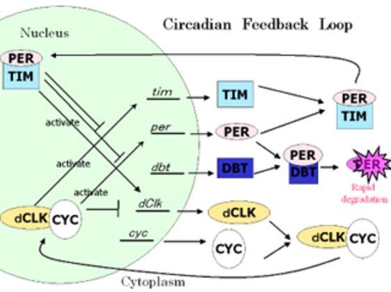 12 feedback on slightly different timescales to create oscillations. (Bae, Lee, Hardin, & Edery, 2000). Figure 4. The circadian rythym of drosophila.