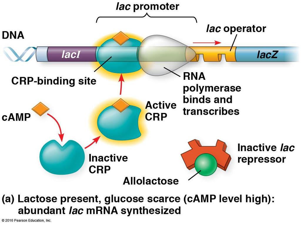 camp: accumulates when glucose is scarce camp binds to CRP (camp receptor protein) Active