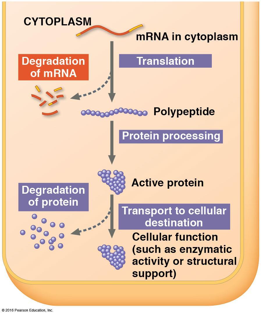 Regulation of mrna: micro RNAs (mirnas) and small interfering