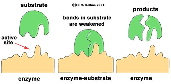 Enzymes have an active site: An enzyme speeds up a reaction by lowering the Ea for both the forward and reverse reactions.