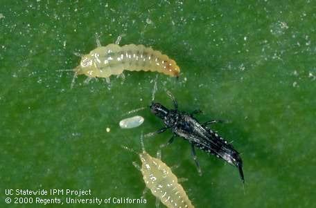 Generalized Thrips Life Cycle Larvae