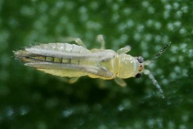 Chilli Thrips Scirtothrips dorsalis Approx.