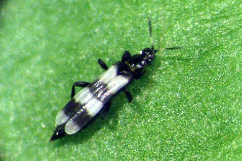 Not All Thrips Are Bad Thrips!