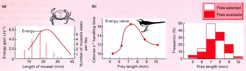 6. Prey choice and profitability: Within basic diet breadths predators choose more profitable prey preferentially