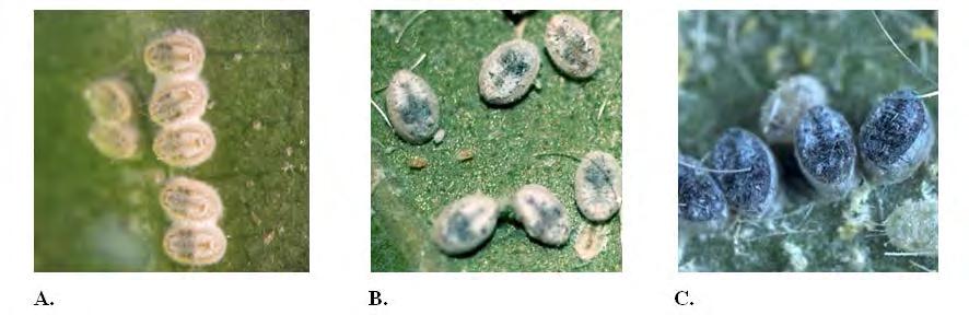 Evidence of Parasitism Parasitized 4 th instar Aleurodicus dugesii by A) Idioporus affinis; B) Encarsia noyesi; and C)