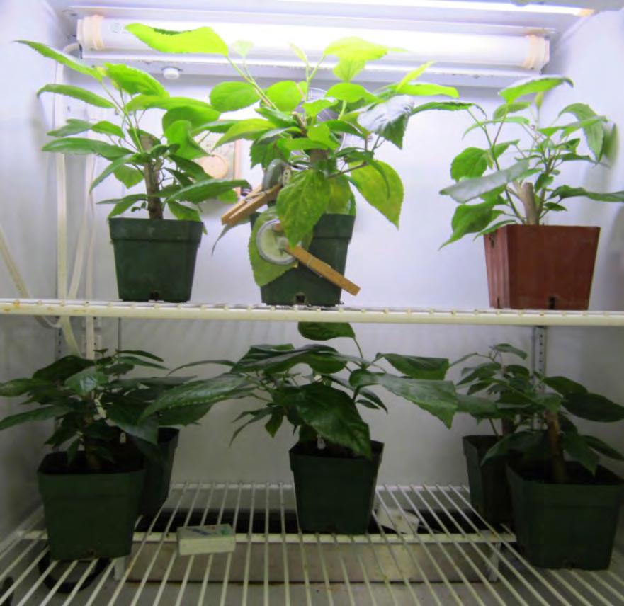 Methods Hibiscus plants infested with giant whitefly (1 leaf/plant) and density manipulated @ 20 nymphs.