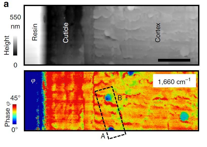 Application nano-ftir hyperspectral imaging of hair cross section reveals micron-sized melanin inclusions Hair cross section: Hair cross section: nanoscale IR imaging at 1660cm -1 reveals isolated ca.
