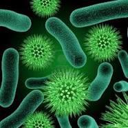 Eubacteria are usually divided into five phylums: 1.) Spirochetes, 2.