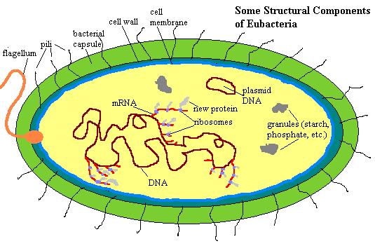 Eubacteria are mostly found in extreme environments near volcanic