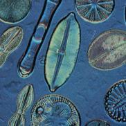 Protists are aquatic living in fresh water, and saltwater.