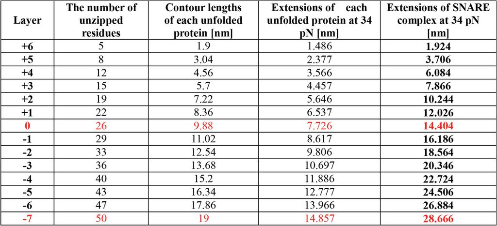 Supplementary Table S3 Estimated SNARE-complex extensions for C-to-N unzipping process at 34 pn with unstructured t-snare proteins.