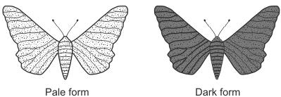 2. The drawings show two forms of the peppered moth. In an investigation, pale and dark moths were placed in different positions on trees in two woods.