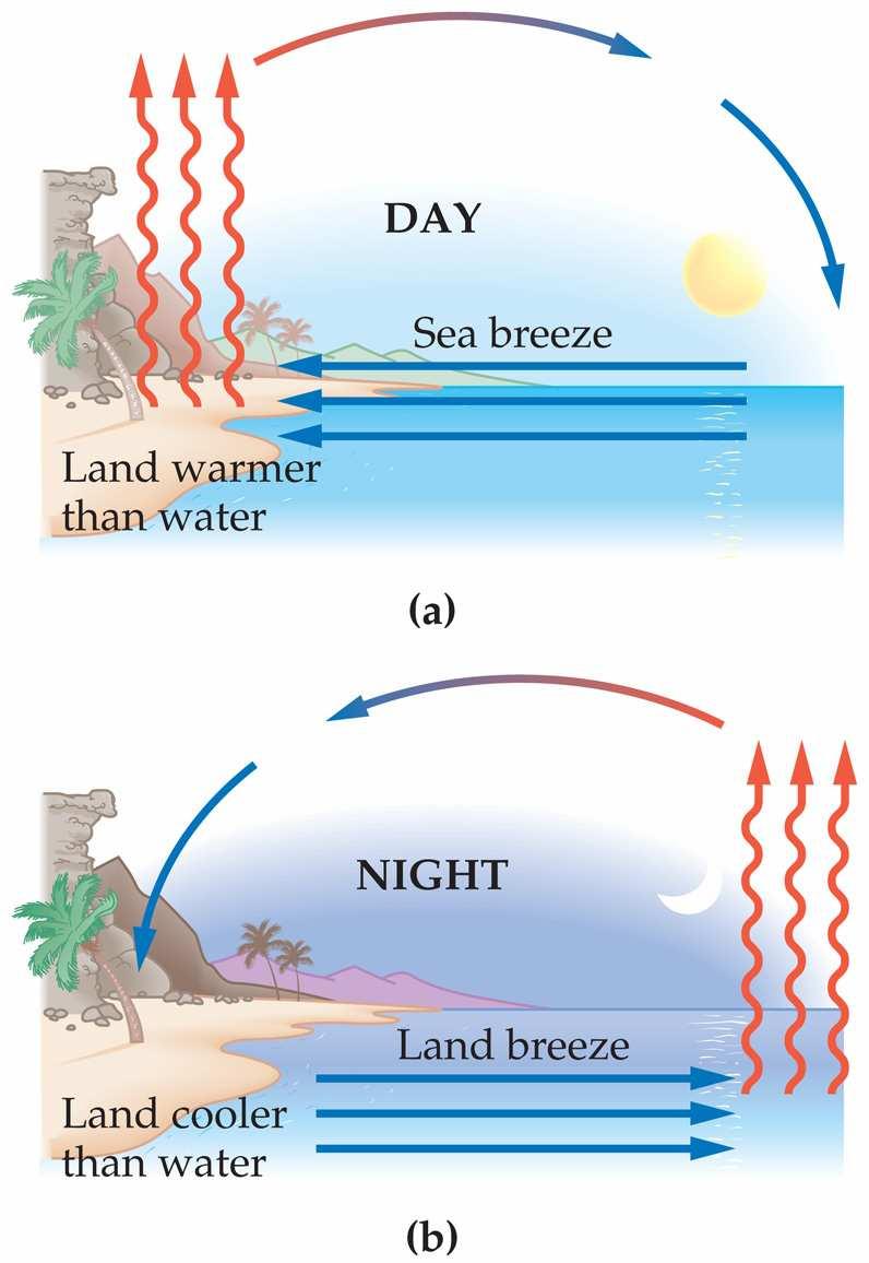EXAMPLE OF CONVECTION During the day, the sun warms the land more rapidly than the water The rocky land has a lower specific heat than water The warm land heats the air above it which becomes less