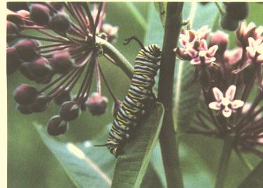 The monarch butterfly is perhaps the best example of the predator taking advantage of a toxic to protect itself from