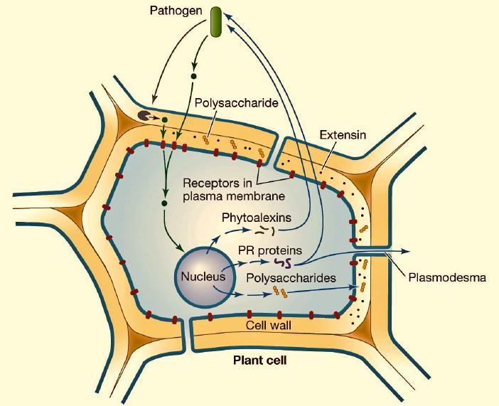 Plant Stress and Defense Mechanisms - 7 Induced Chemical Defenses In addition to the always-present secondary metabolites, plants have rapid responses that are induced by the action of the predator