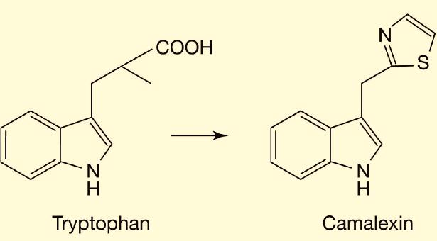 infected tissues, a response known as the hypersensitive response (HR). One phytoalexin, camalexin, produced by Arabidopsis, is synthesized from the amino acid, tryptophan.