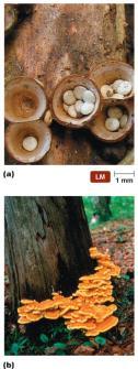 Basidiomycota 22,000 known species Mushrooms and other fruiting bodies of basidiomycetes called basidiocarps Basidiomycetes affect humans in