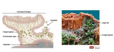 Lichens Partnerships between fungi and photosynthetic microbes Fungus provides nutrients,
