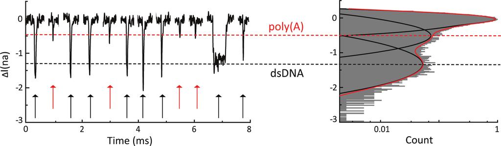 Figure 4. Experiment to test ability to discriminate double- and single-stranded nucleic acids. Translocation experiment, with equimolar concentrations of 12.7 kb DNA and poly(a).