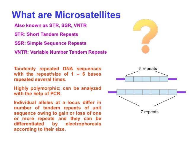 Microsatellites or Simple Sequence Repeats (SSR) A microsatellite is a tract of repetitive DNA