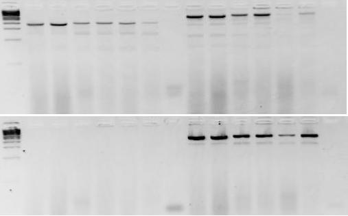 Detection of genetic diversity within Nosema ceranae using SSR primers (Simple Sequence Repeats) SSRM1