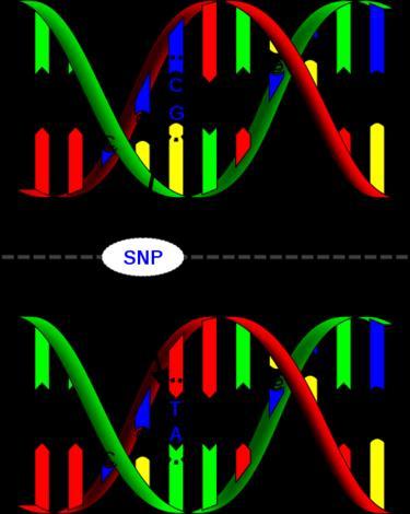Single Nucleotide Polymorphism (SNP) A