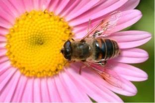 Are bees essential for pollination?