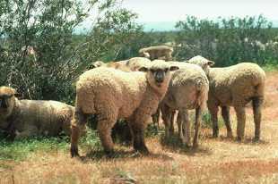 Overgrazing by livestock like these sheep can damage the fragile desert crust.