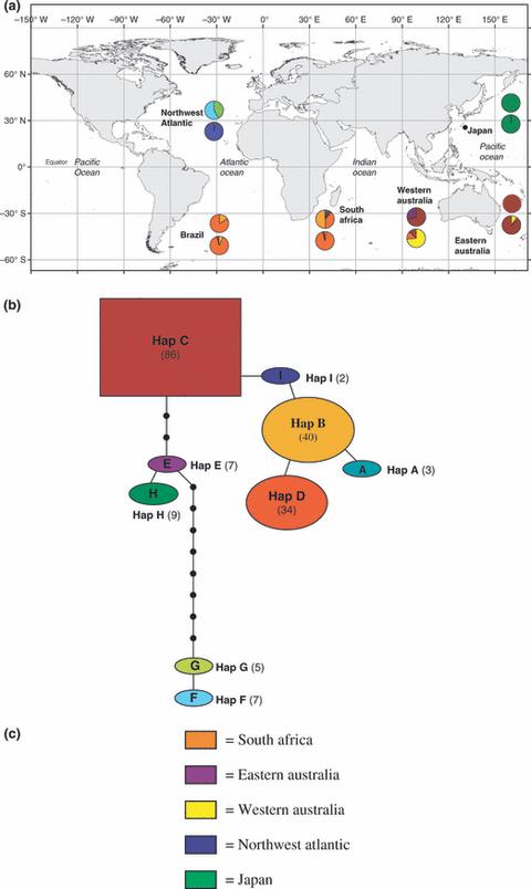 Measures of diversity using microsat s Diploid genomes Allelic diversity (A) Mean number of alleles per locus Heterozygosity (H) Sum of proportions of heterozygotes