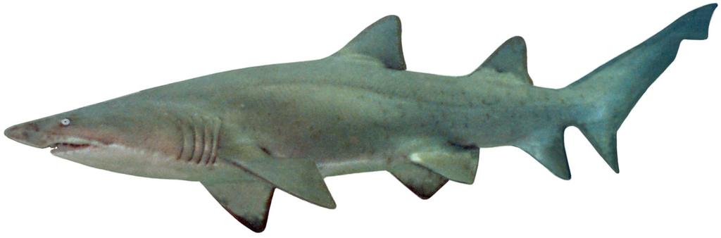 10/14/09 Conservation implications for grey nurse sharks Populations are genetically discrete entities in different parts of the world. Exchange among populations is low and genetic divergence high.