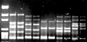 can take Subjective depending on resolution of measurement Nucleotide state difference (sequencing)