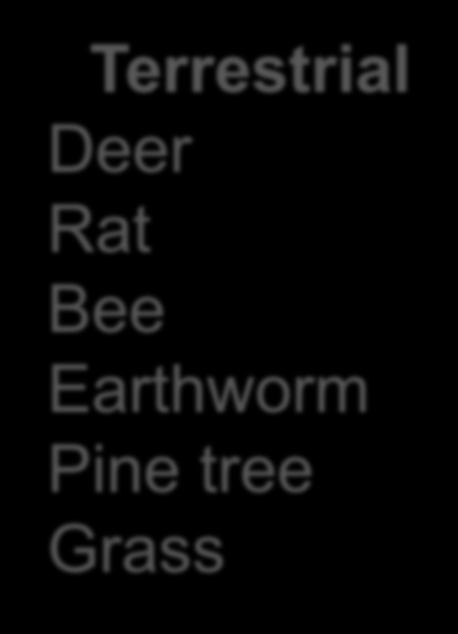 Earthworm Pine