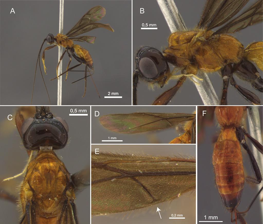 96 Sian de Souza Gadelha et al. / Journal of Hymenoptera Research 51: 91 100 (2016) Figure 2. Venifurca leiosoma sp. n. (Holotype).