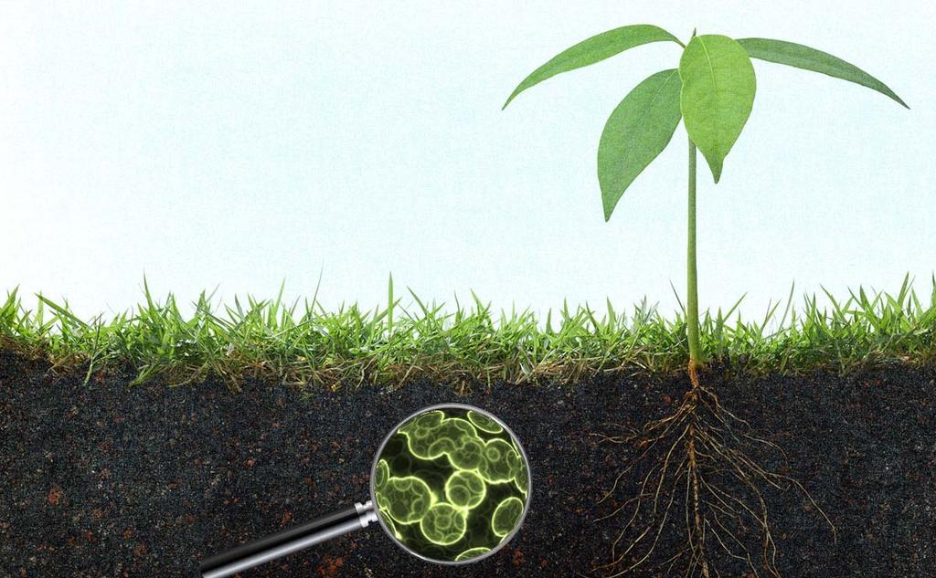 root zone, 1 gram of soil has up to 10 billion
