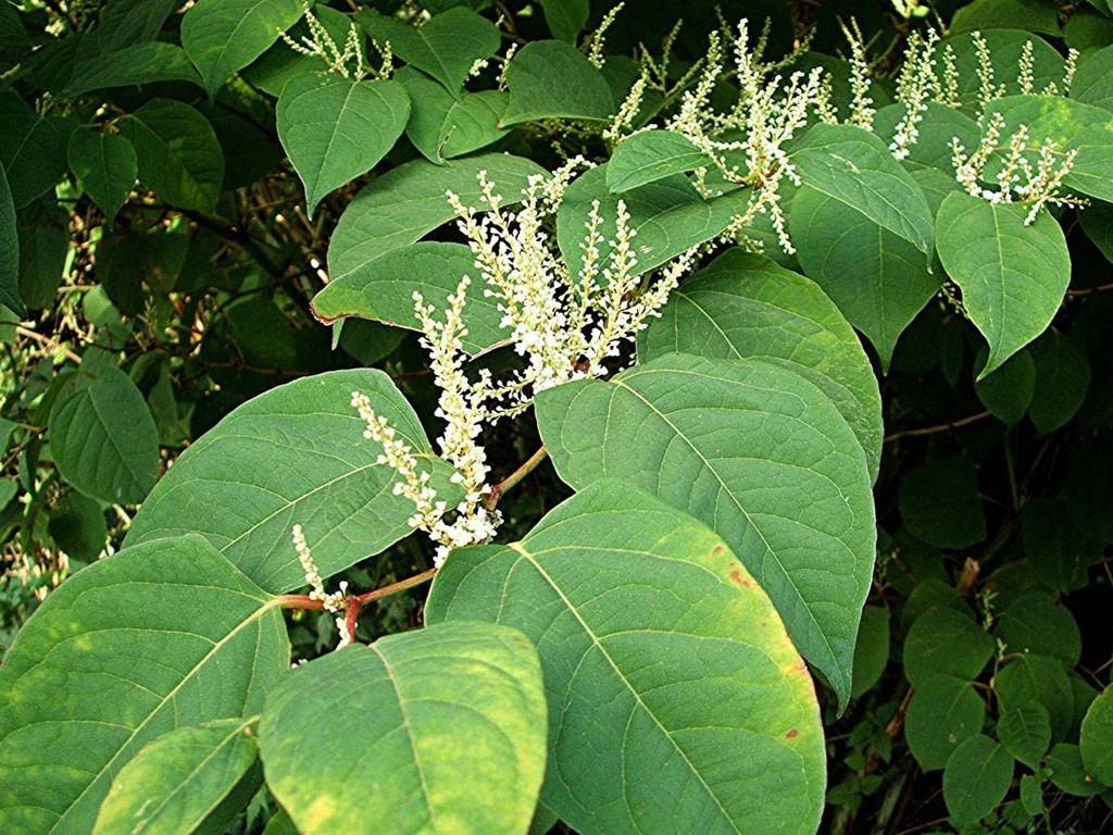 Invasive plants and the soil