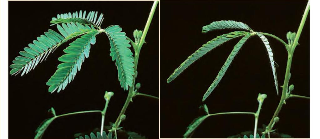 The following questions are from the now expired AS90716 but are still relevant. (2011:2) The sensitive plant Mimosa pudica has leaves composed of small leaflets.