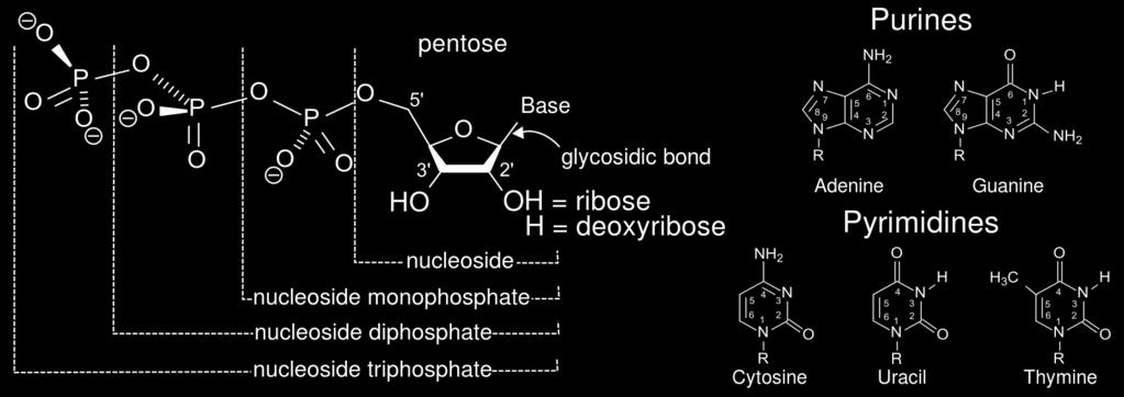Nucleosides and