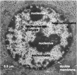 The cell nucleus euchromatin is loosely bound and actively expressed heterochromatin is