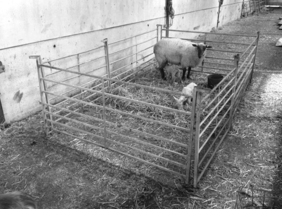 16 8. Bethan builds a rectangular sheep pen. (a) The perimeter fence of the sheep pen is 18 m long. It costs her 1.10 for every 0. 5 metres of fencing used to make the sheep pen.