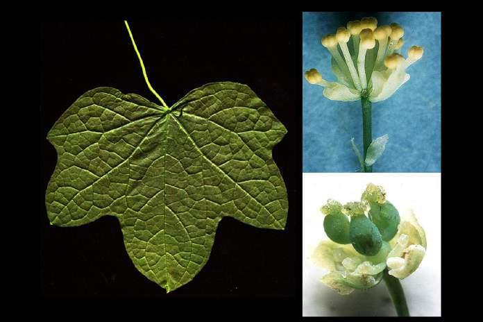veined and lobed Dioecious; separate carpels each produce one seeded drupes