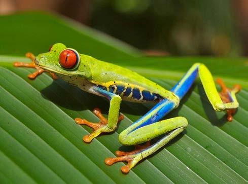 3 The following statements describe the tree frog. Which statement also describes a plant?