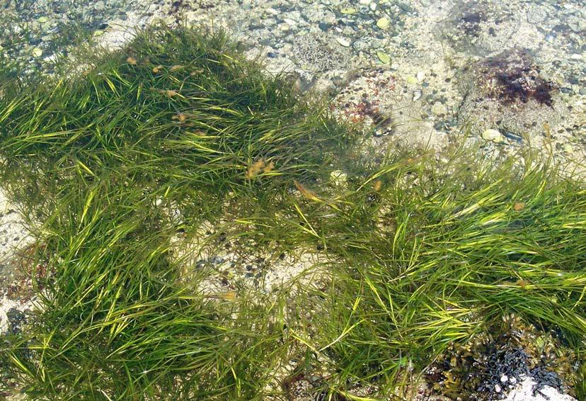 Pollination Water This is a type of seagrass that grows underwater.