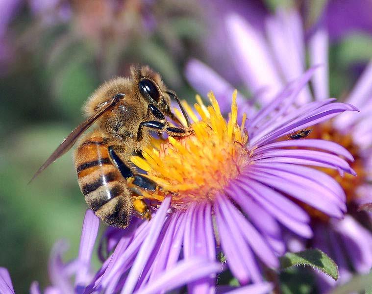 Pollination Of all the flowering plants, only 10% of them use wind and water to move their