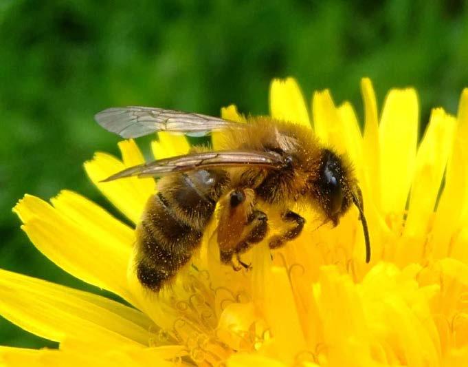 Pollination Animal When these animals visit flowers, pollen attaches to their bodies.