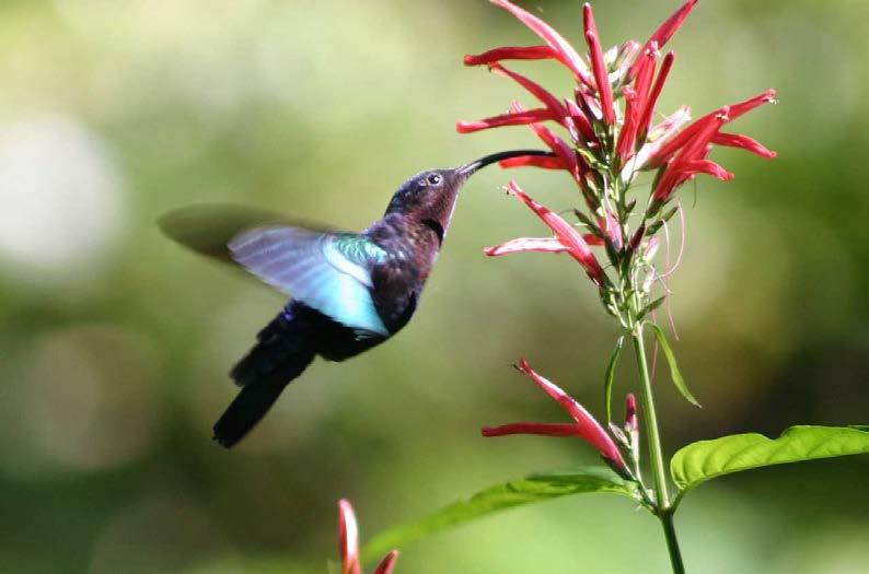 Hummingbirds Hummingbirds have long beaks.